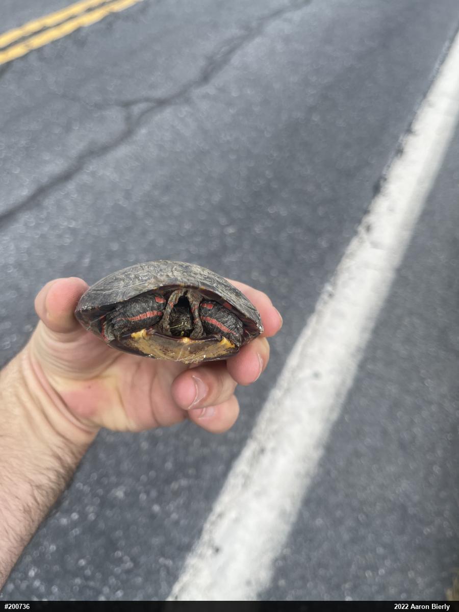 Painted Turtle