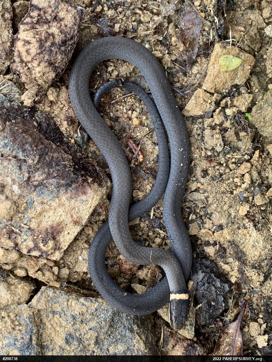 Northern Ring-necked Snake