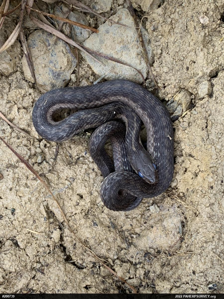 Eastern Gartersnake