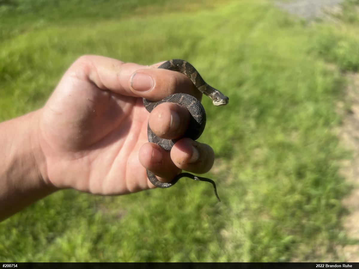 Northern Watersnake