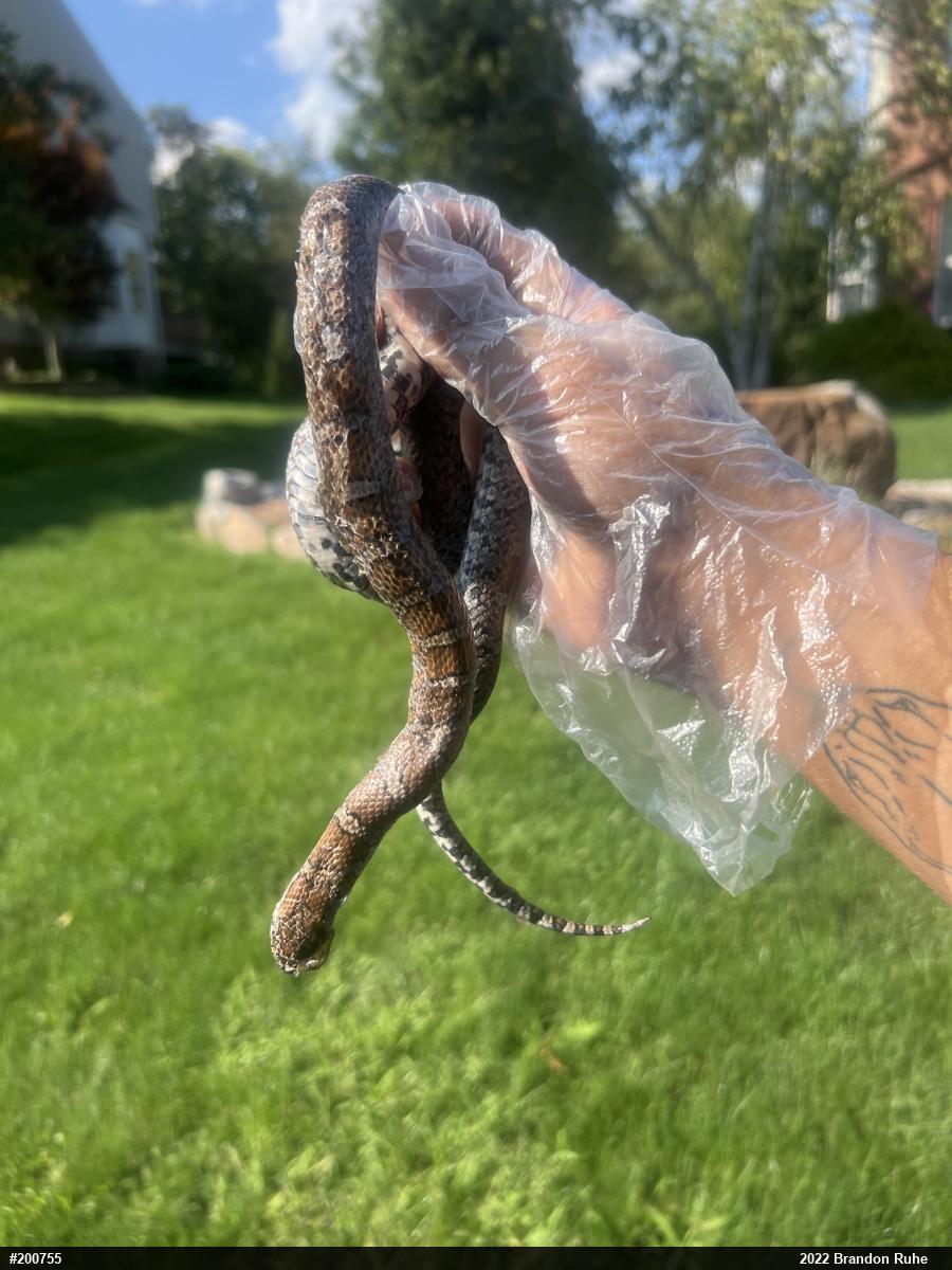 Eastern Milksnake
