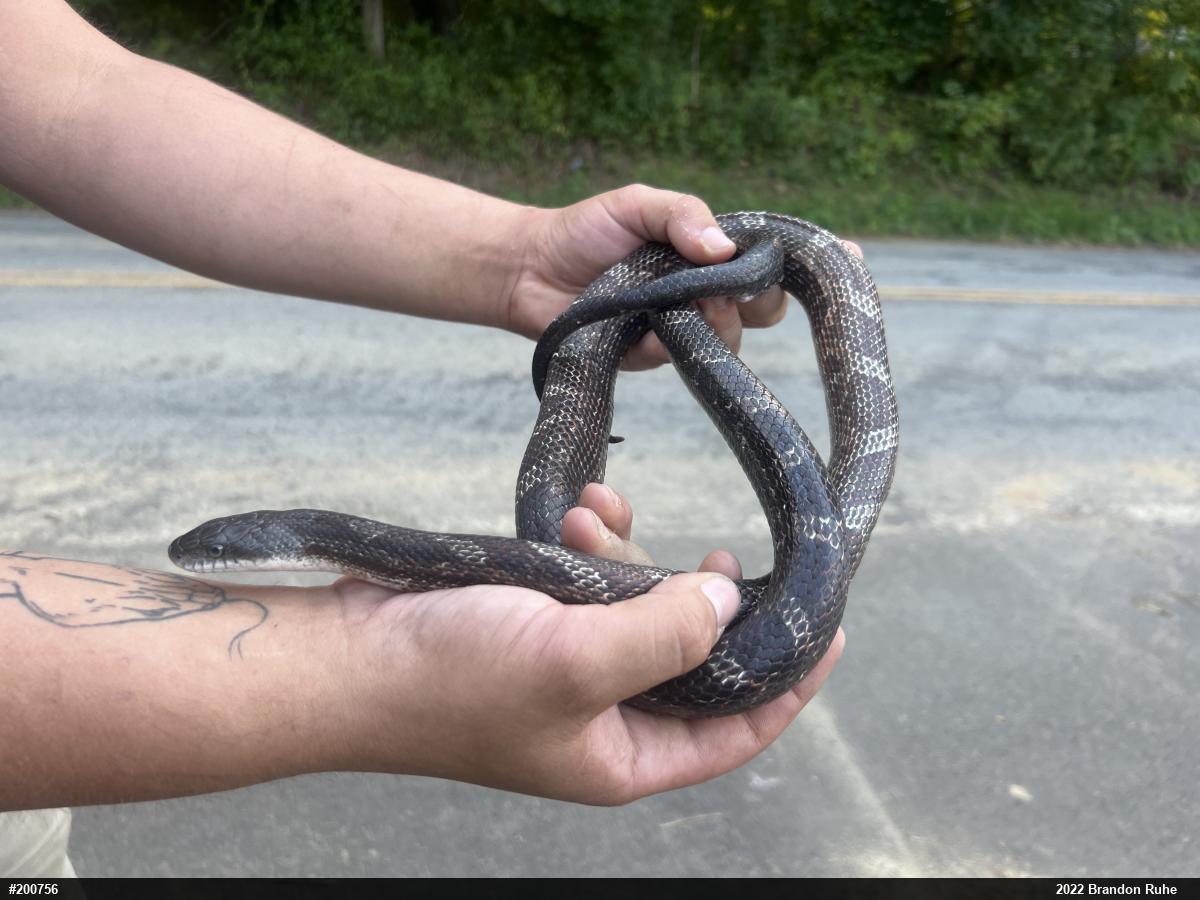 Eastern Ratsnake