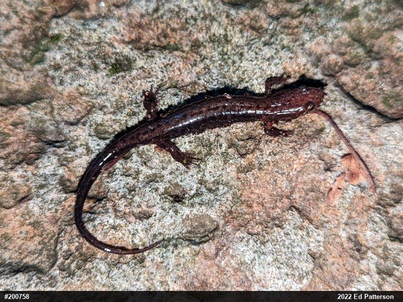 Allegheny Mountain Dusky Salamander