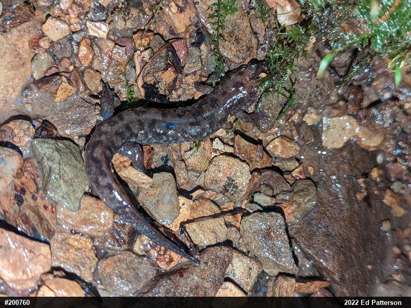 Seal Salamander