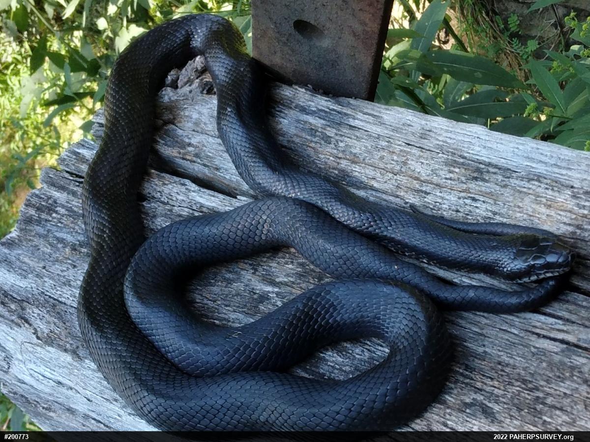 Eastern Ratsnake