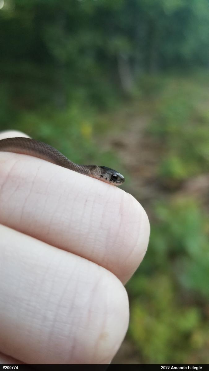Dekay's Brownsnake