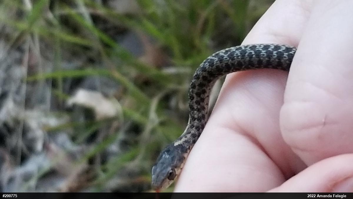 Eastern Gartersnake