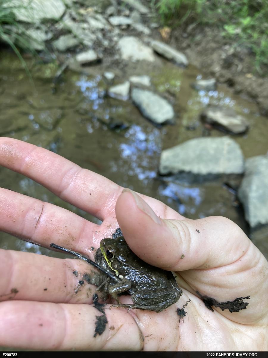 Green Frog