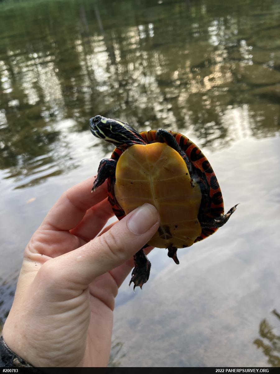 Eastern Painted Turtle