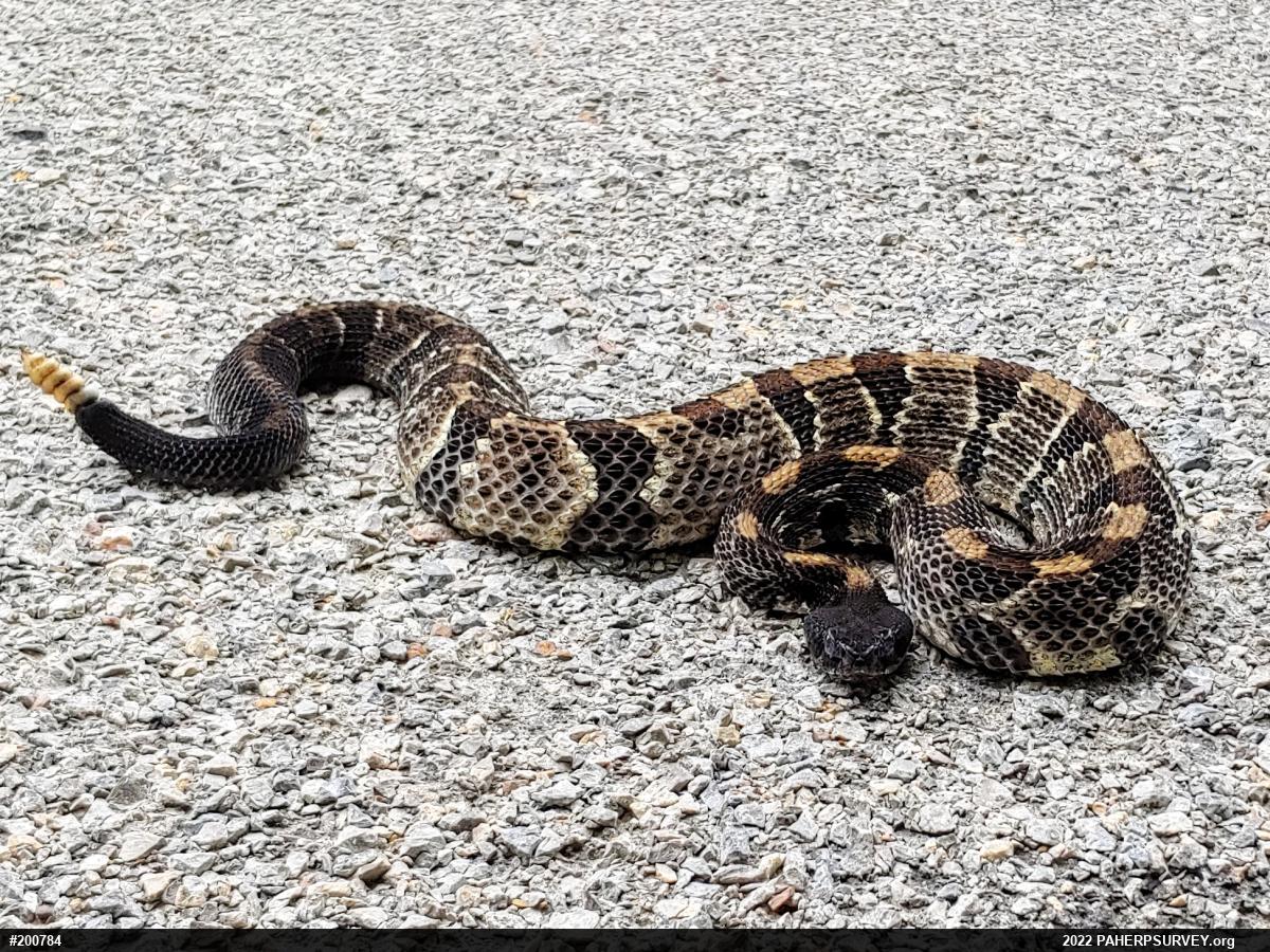 Timber Rattlesnake