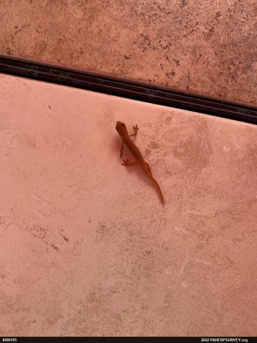 Red-spotted Newt