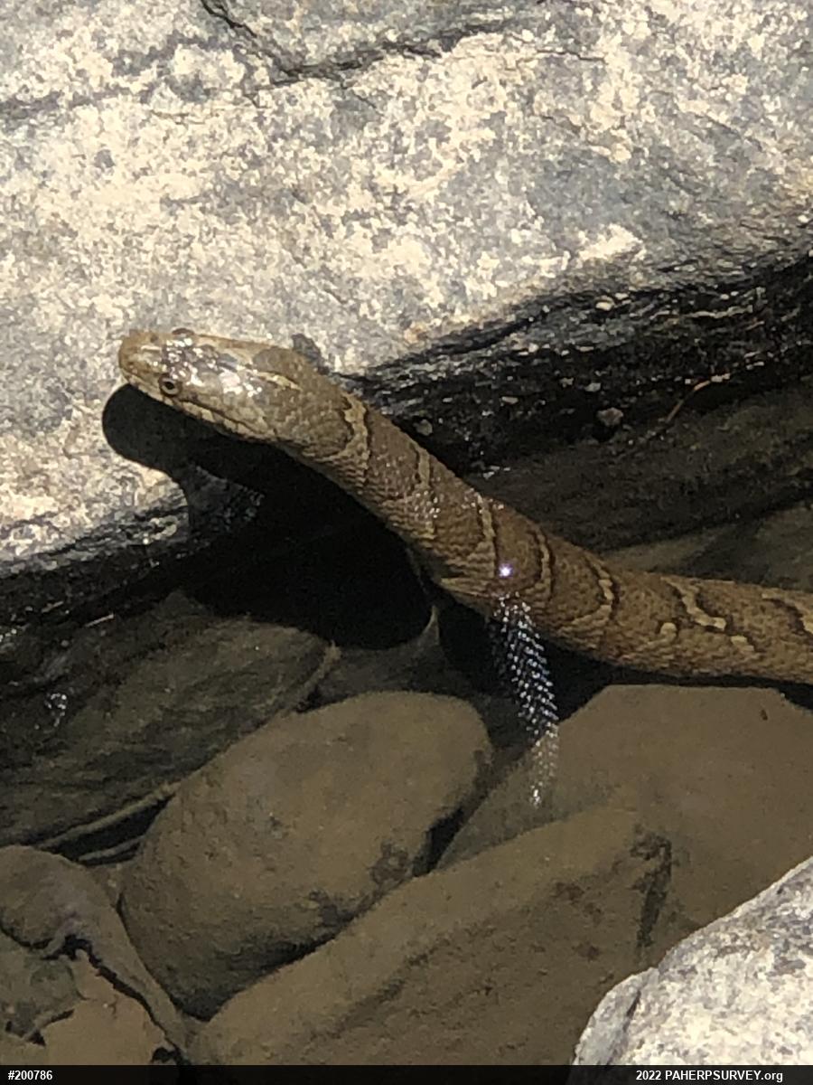 Northern Watersnake