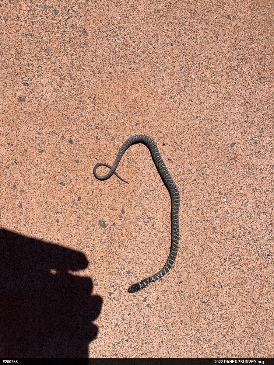 Northern Black Racer