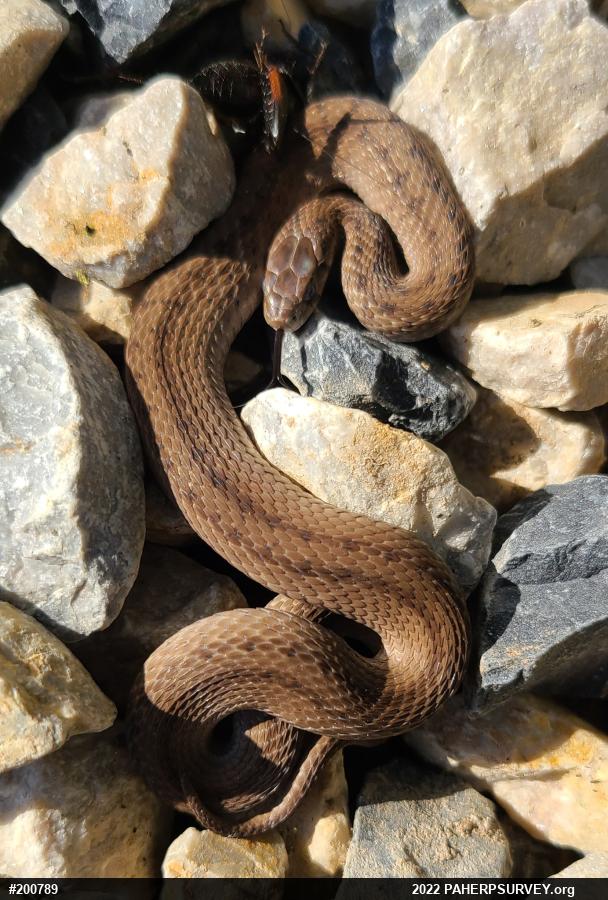 Dekay's Brownsnake