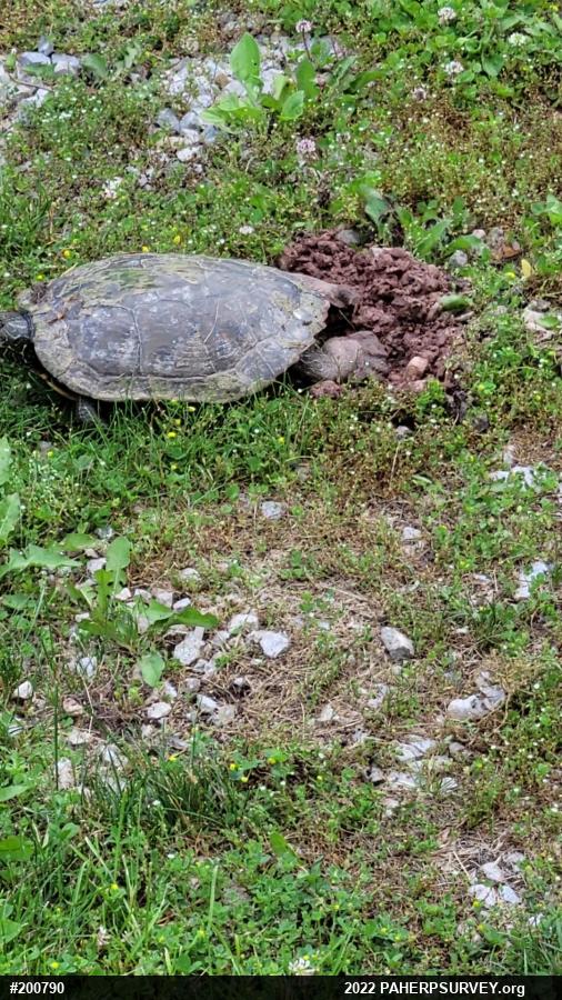 Northern Map Turtle