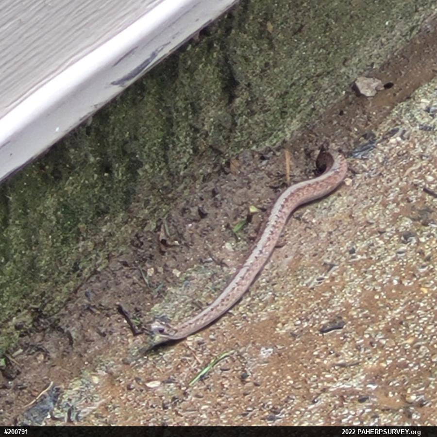 Dekay's Brownsnake