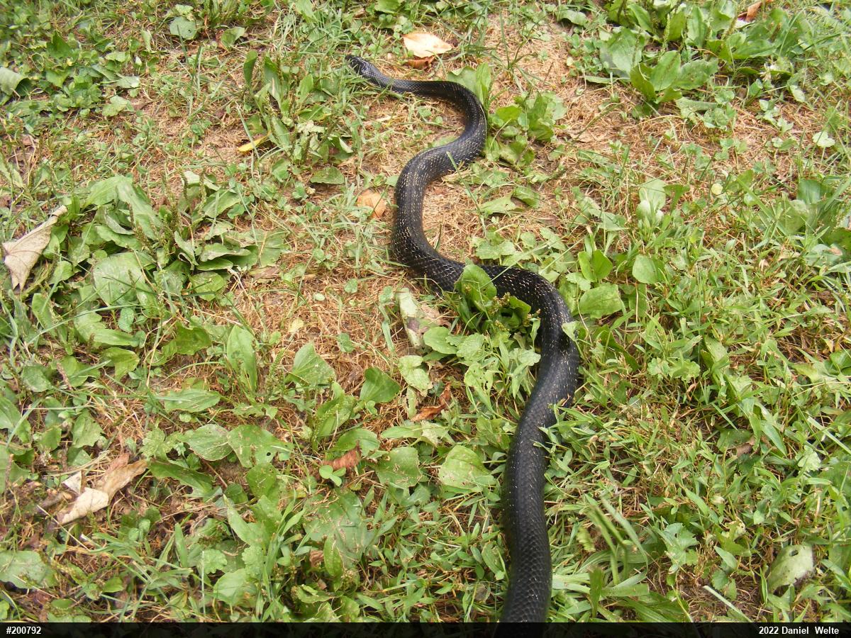 Eastern Ratsnake