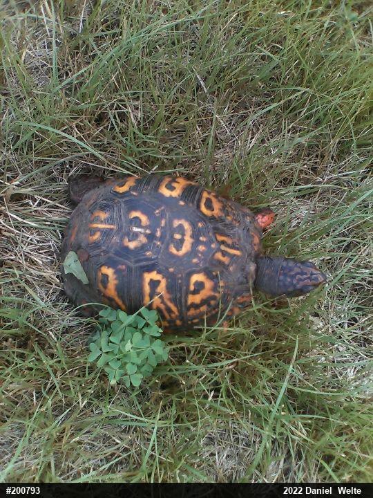 Eastern Box Turtle