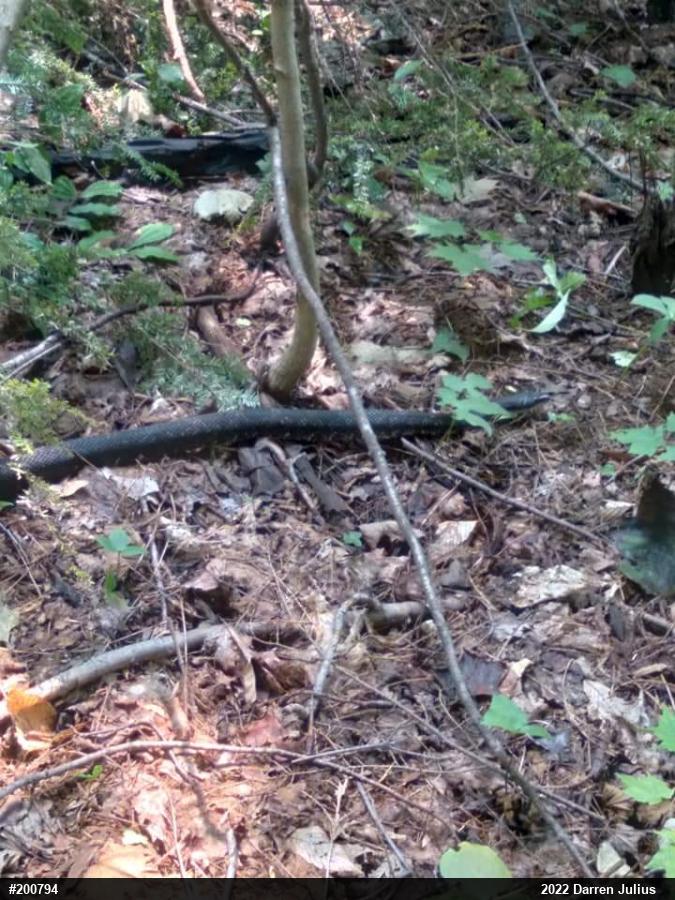 Eastern Ratsnake