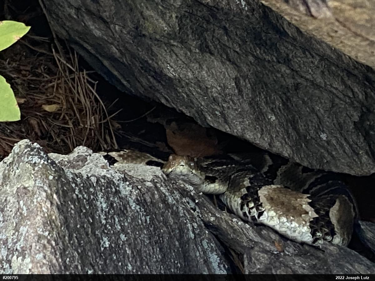 Timber Rattlesnake