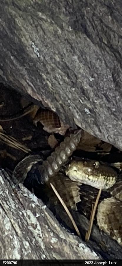 Northern Copperhead