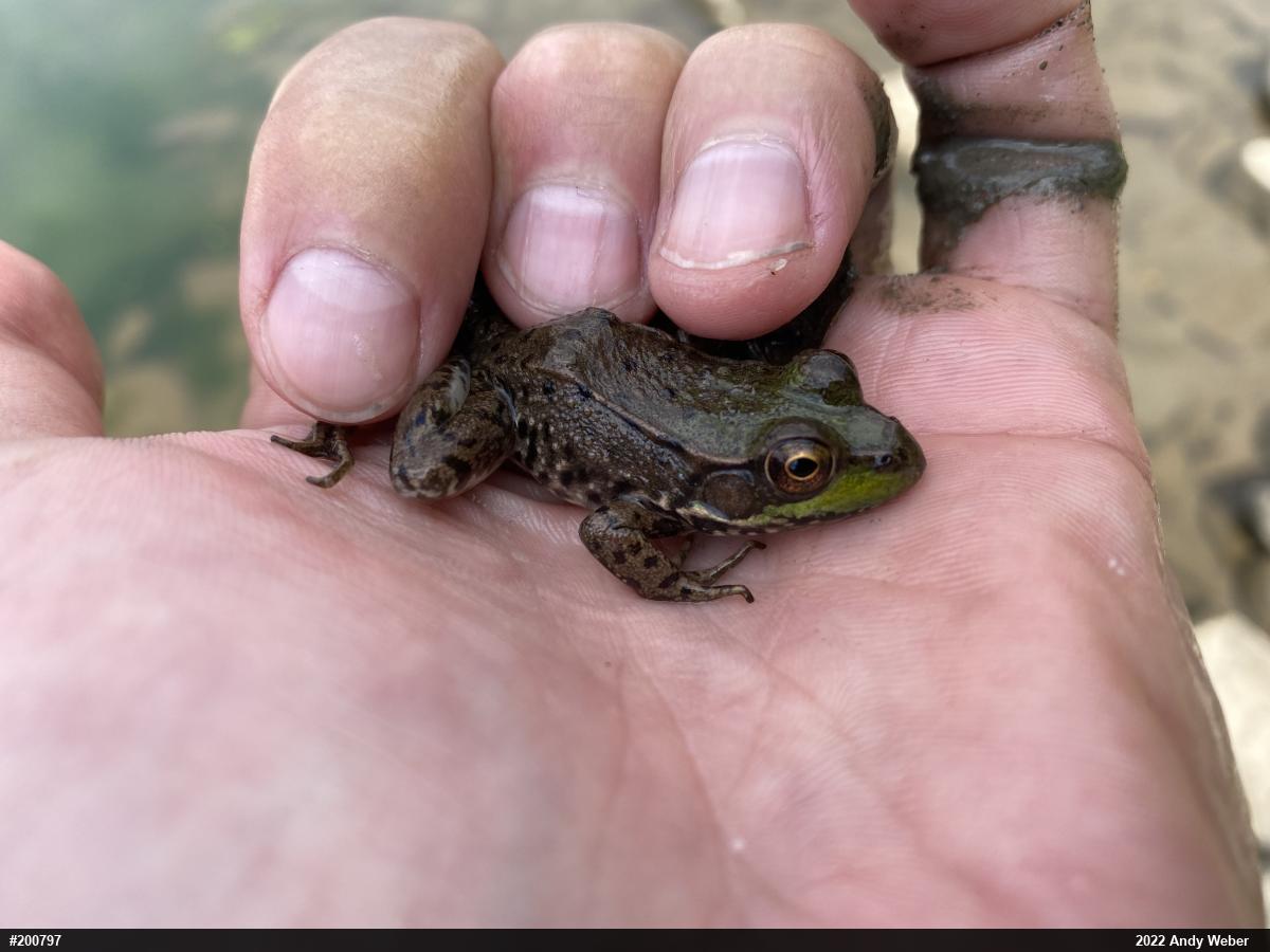 Green Frog