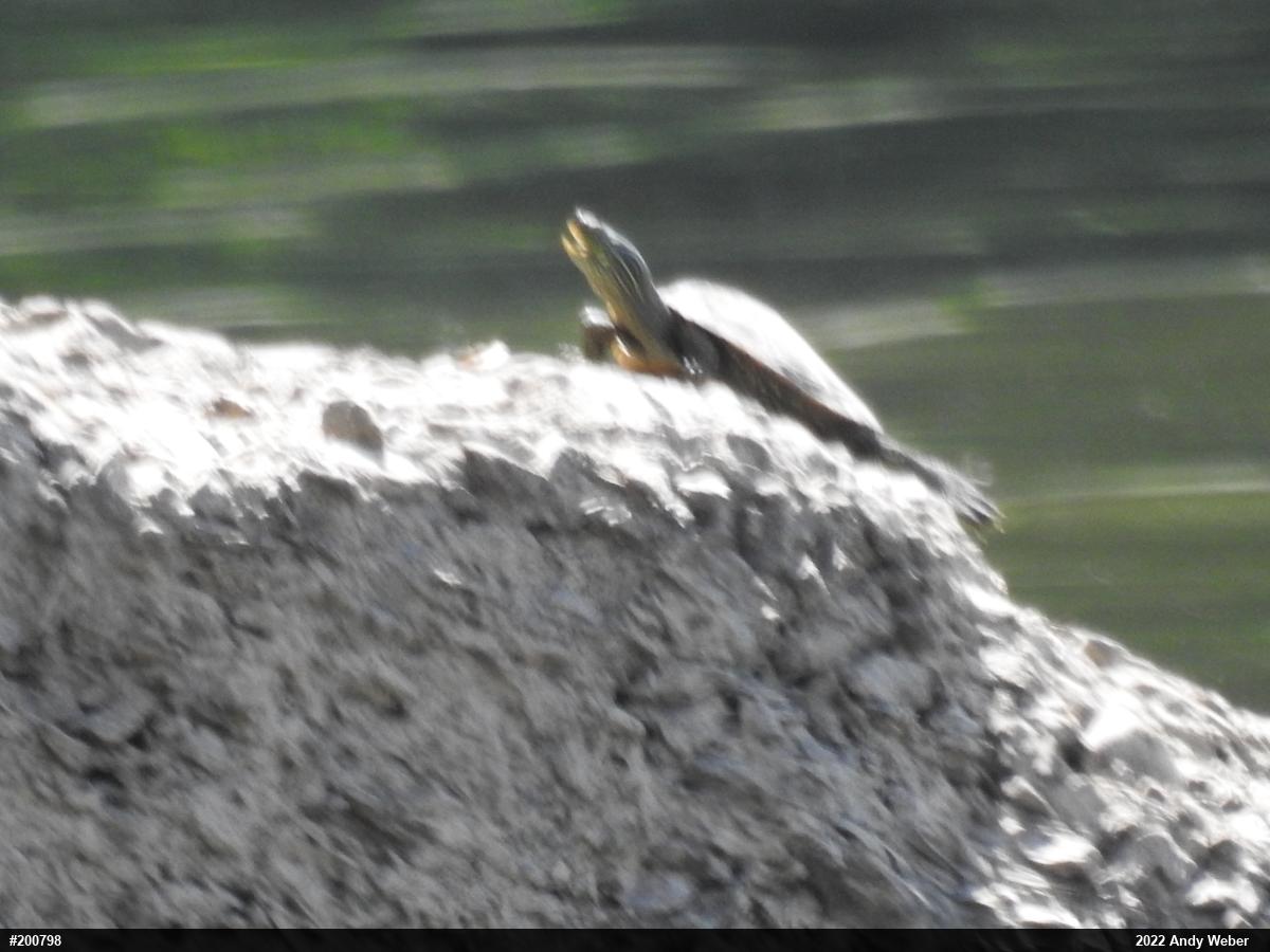 Northern Map Turtle