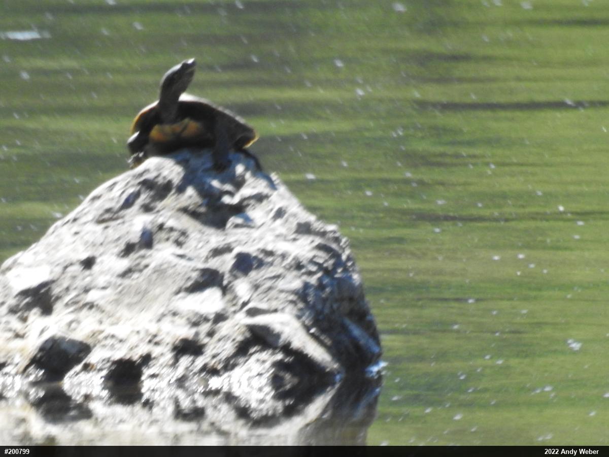 Northern Map Turtle