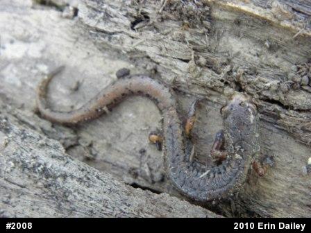 Four-toed Salamander