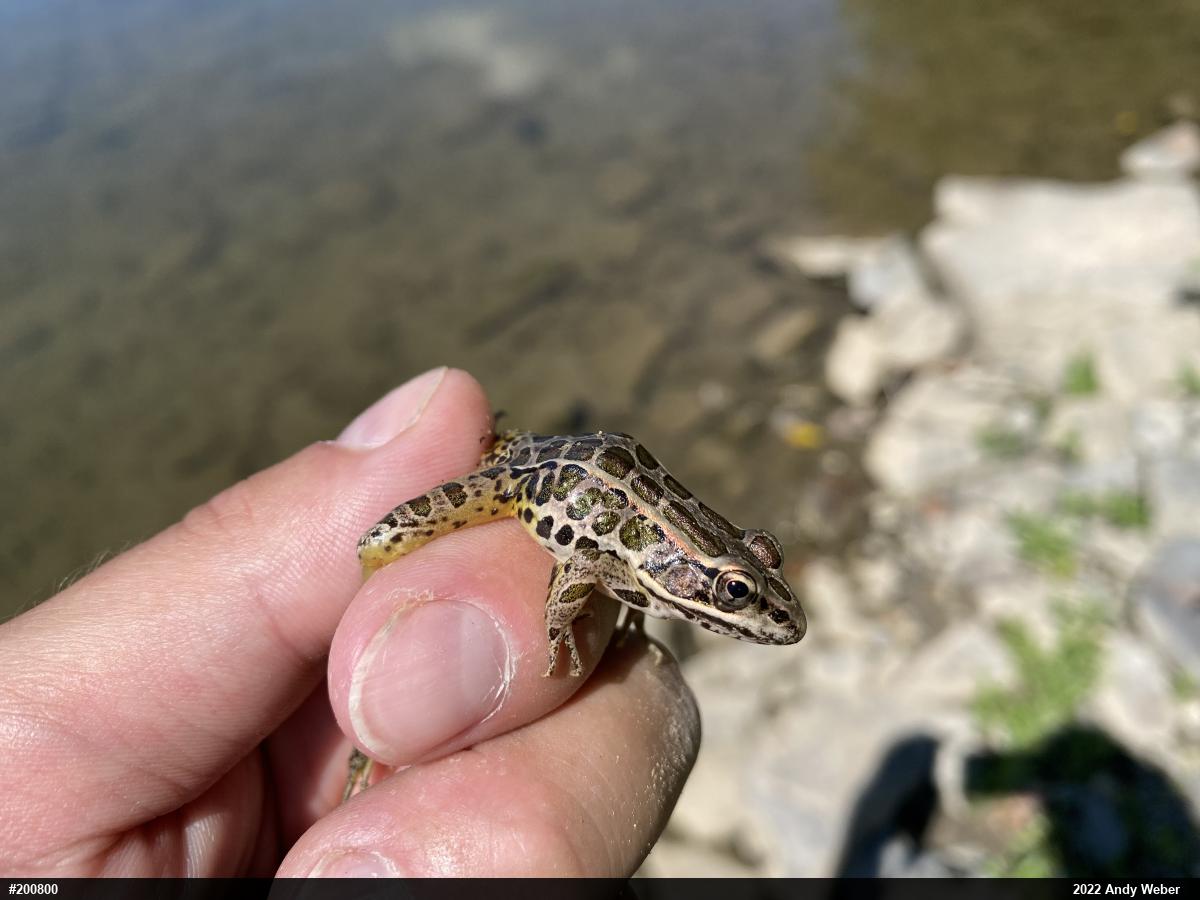 Pickerel Frog