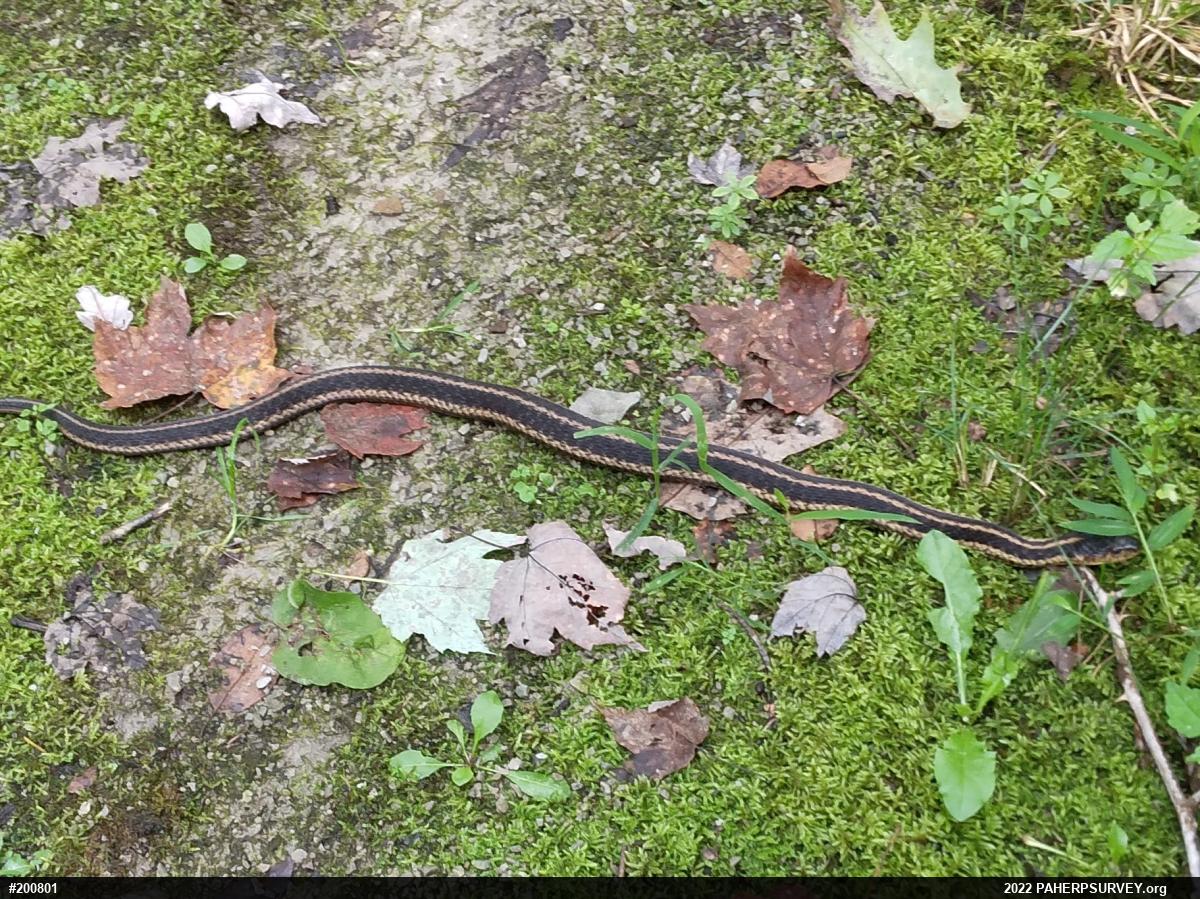Eastern Gartersnake