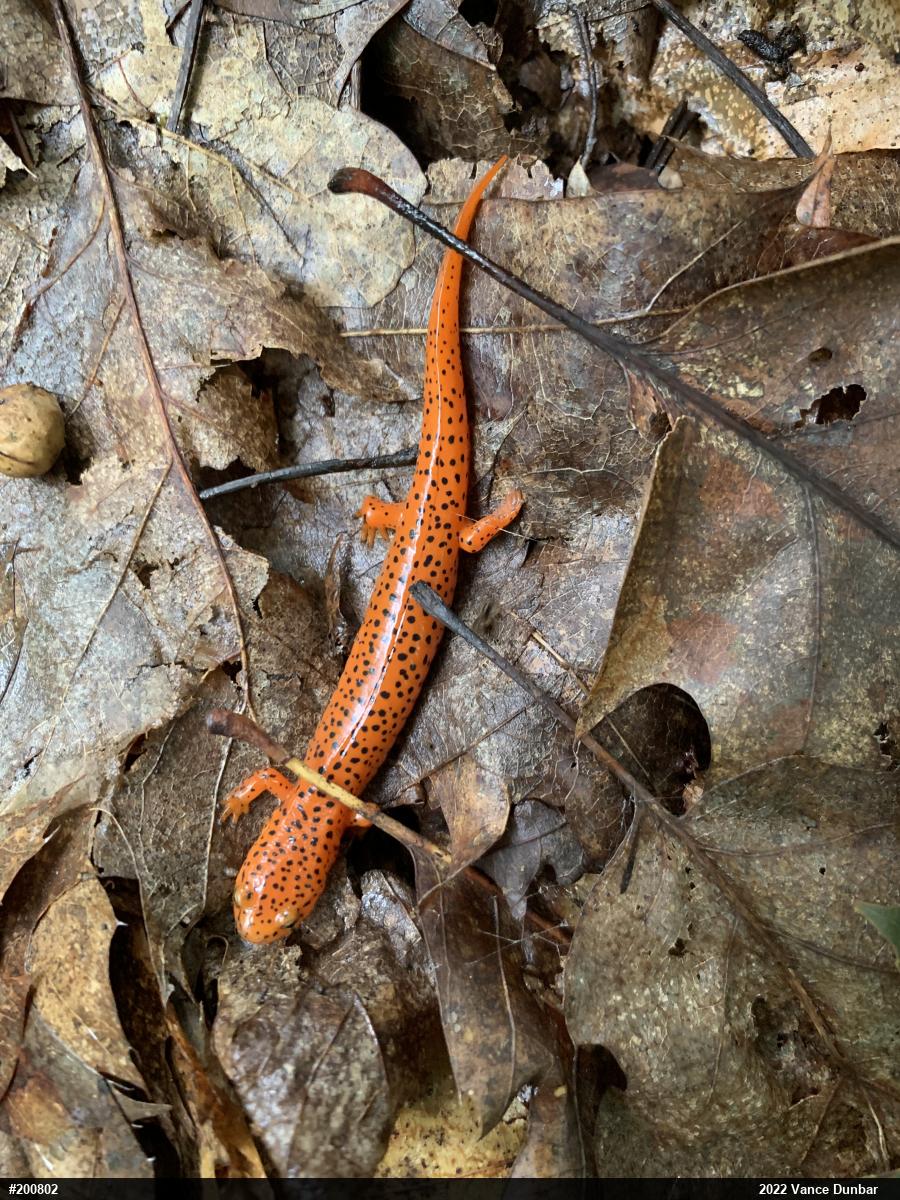 Northern Red Salamander