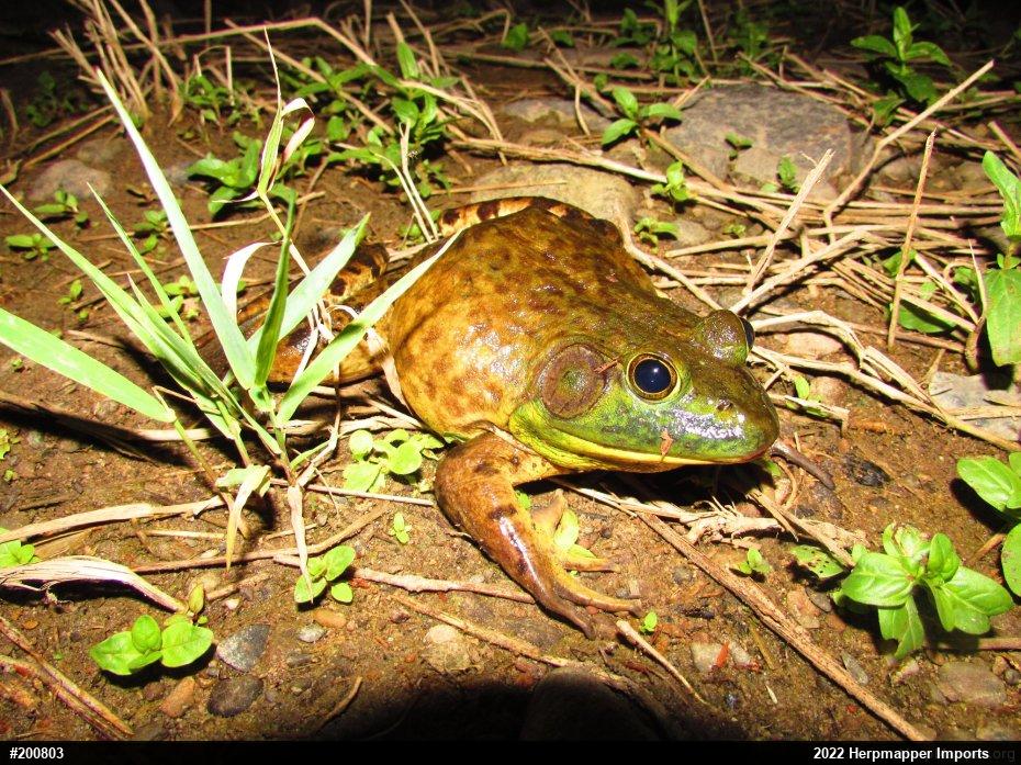 American Bullfrog