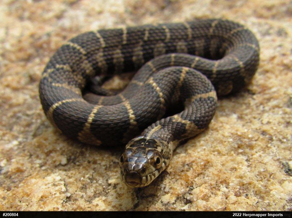 Northern Watersnake