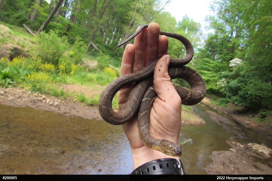 Northern Watersnake