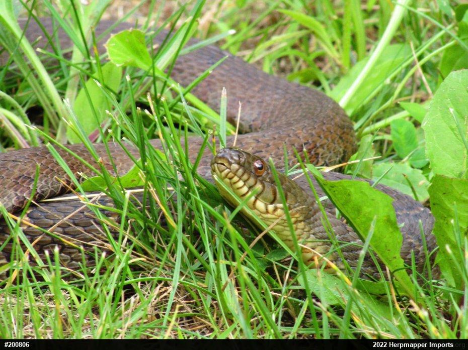 Northern Watersnake