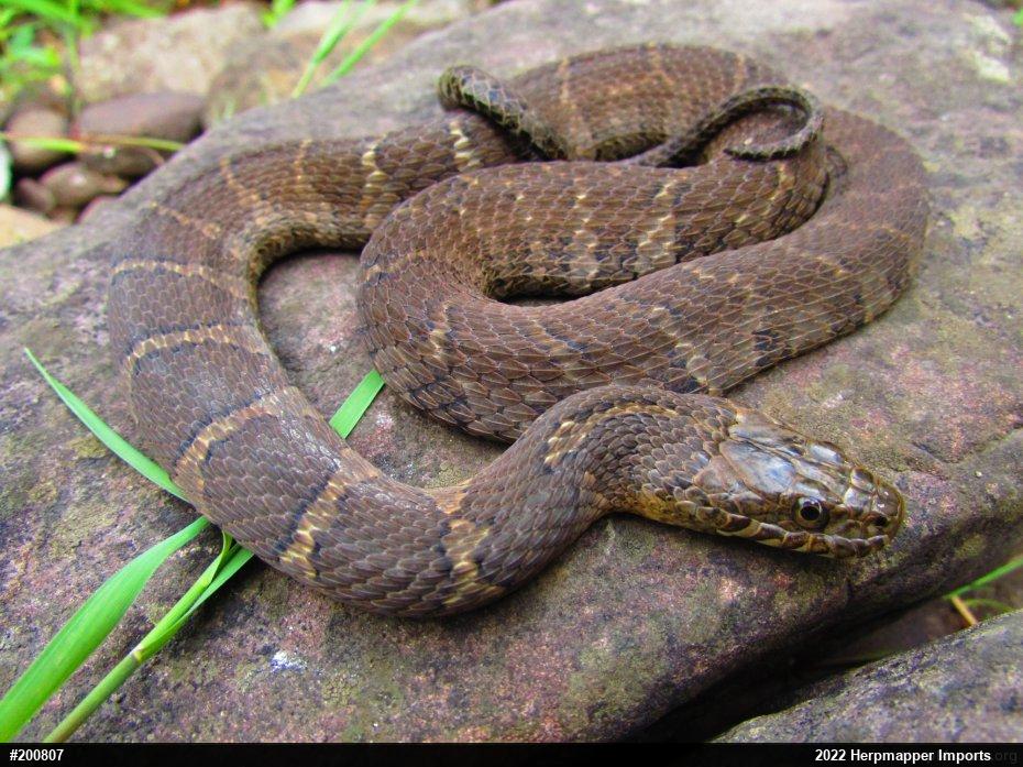 Northern Watersnake