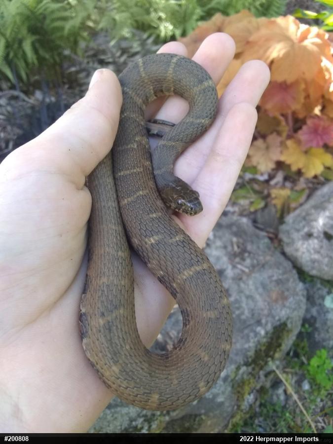 Northern Watersnake