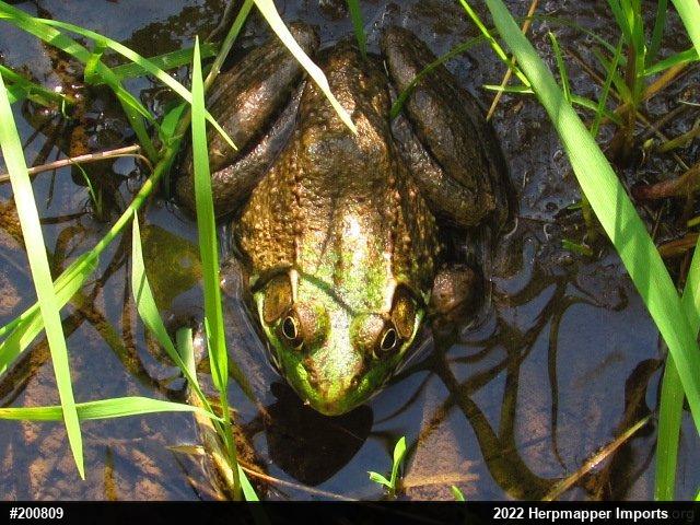 Green Frog
