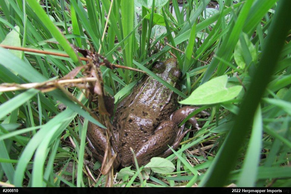 Green Frog