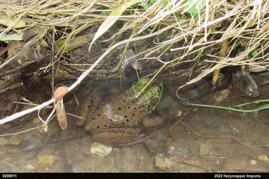 Green Frog