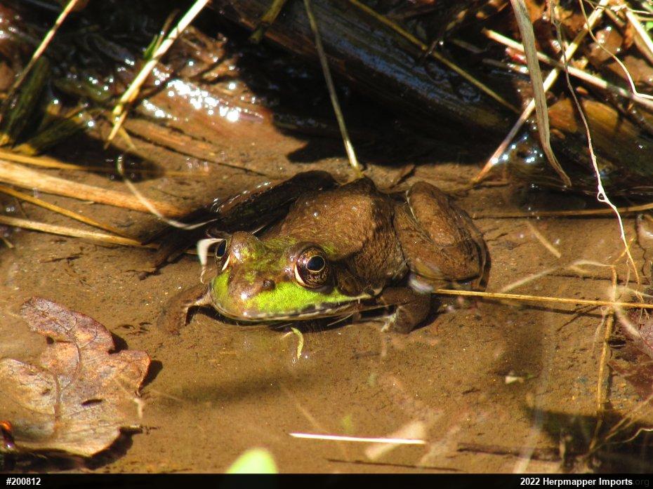 Green Frog