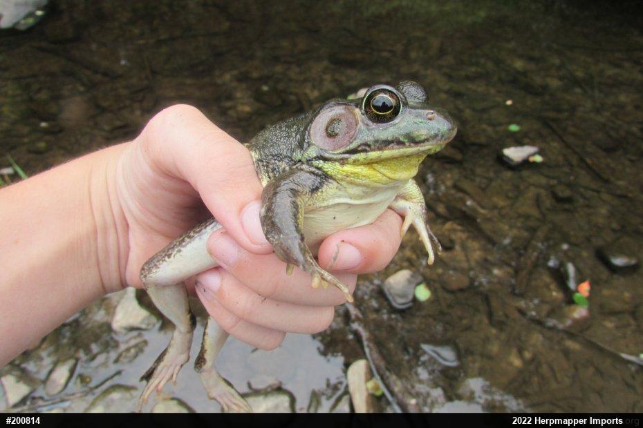 Green Frog