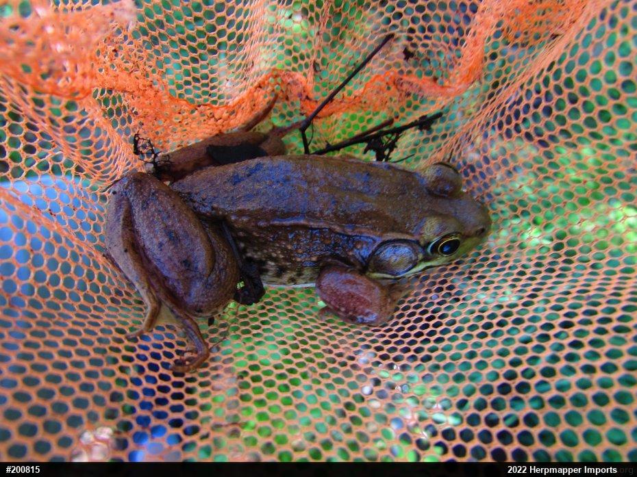 Green Frog