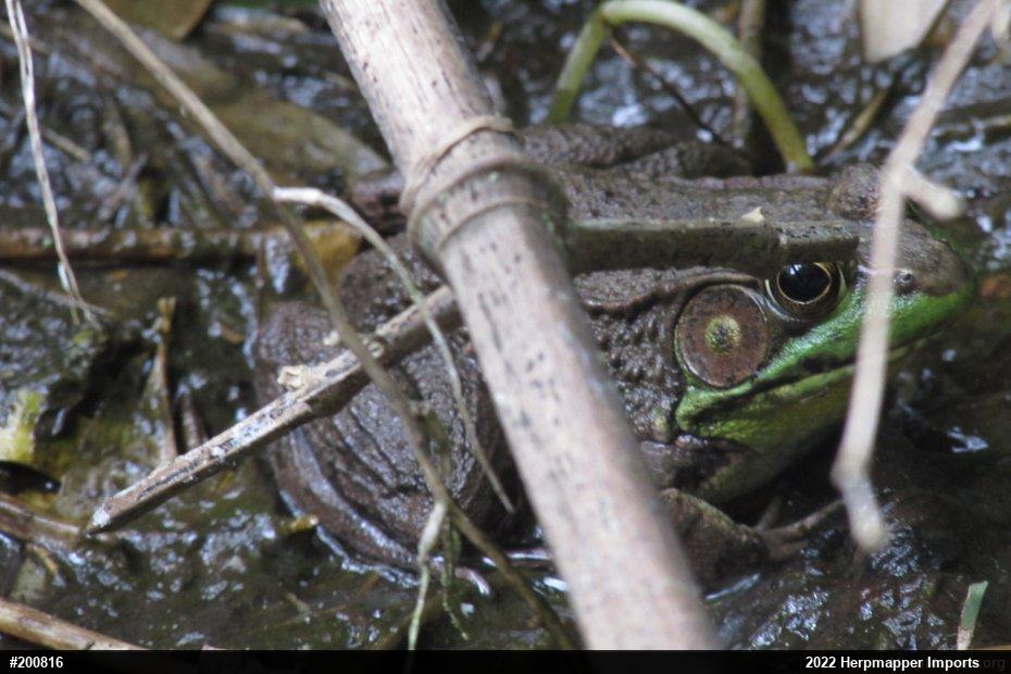 Green Frog
