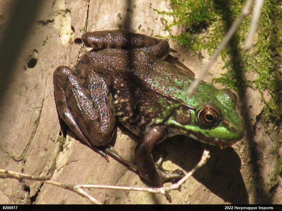 Green Frog