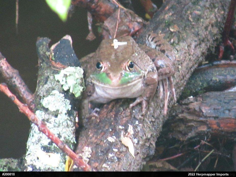 Green Frog