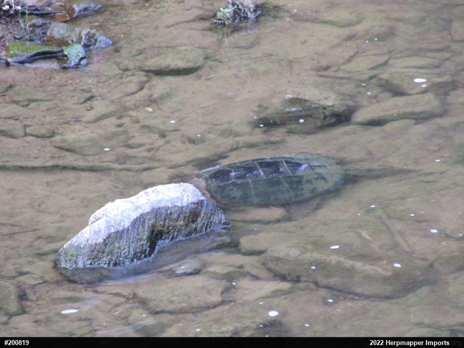 Snapping Turtle