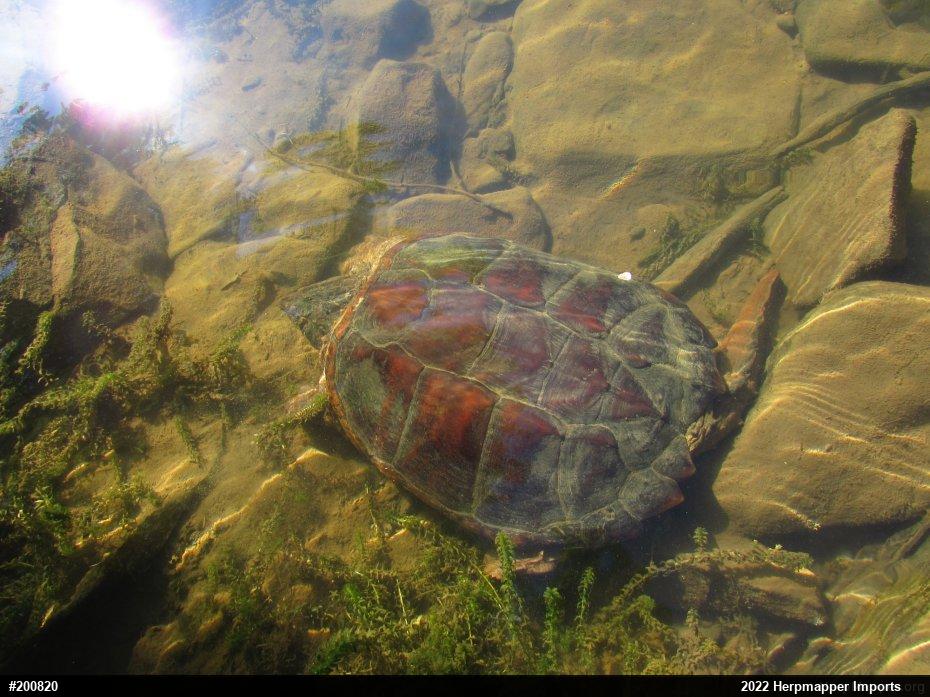 Snapping Turtle