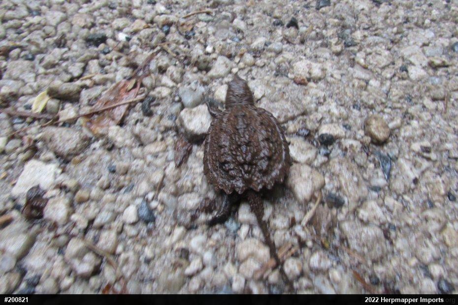 Snapping Turtle